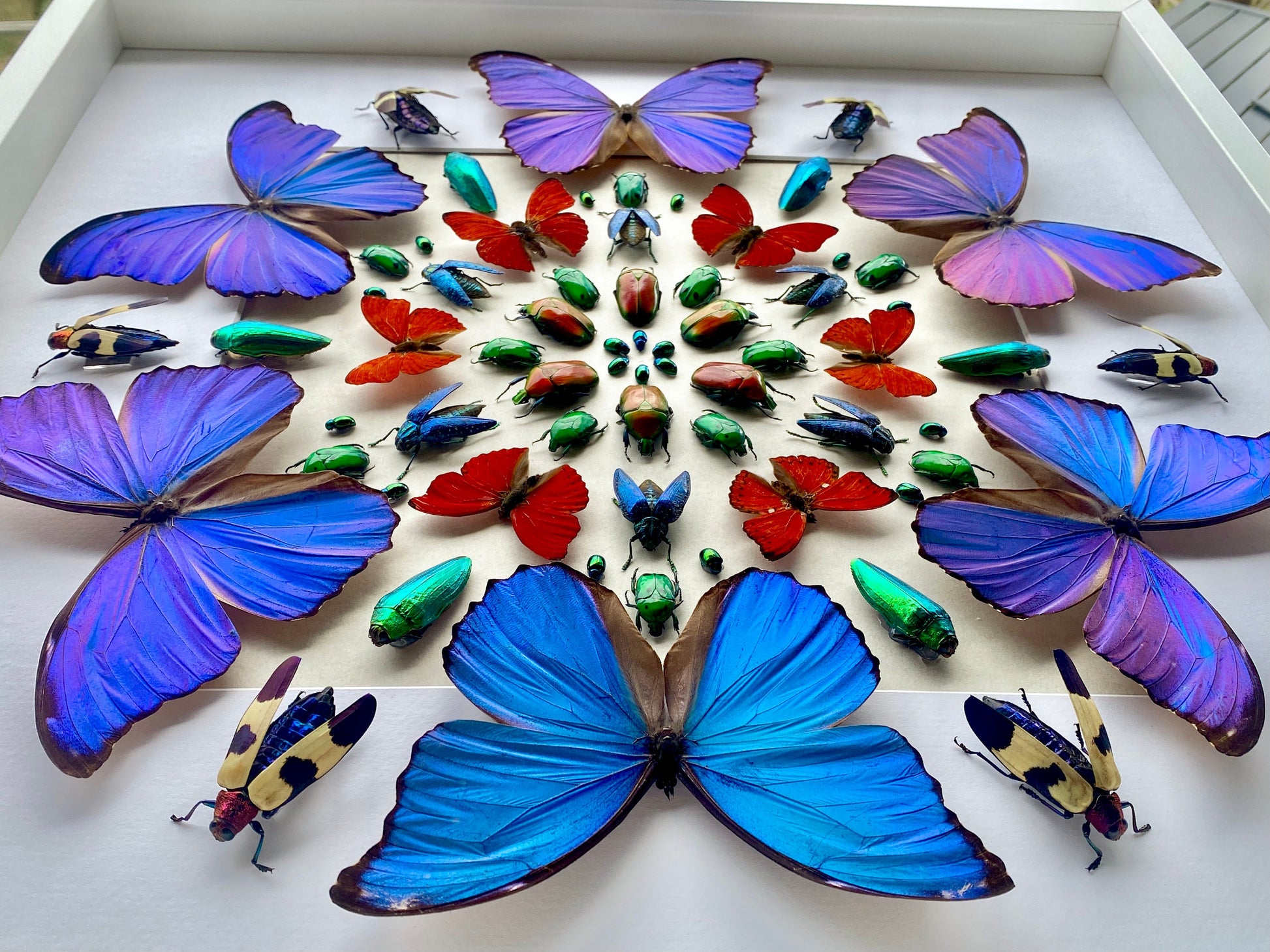 Framed butterfly taxidermy Real butterfly collection Vulture culture 3D wall art Taxidermy butterfly shadow box Framed insect taxidermy