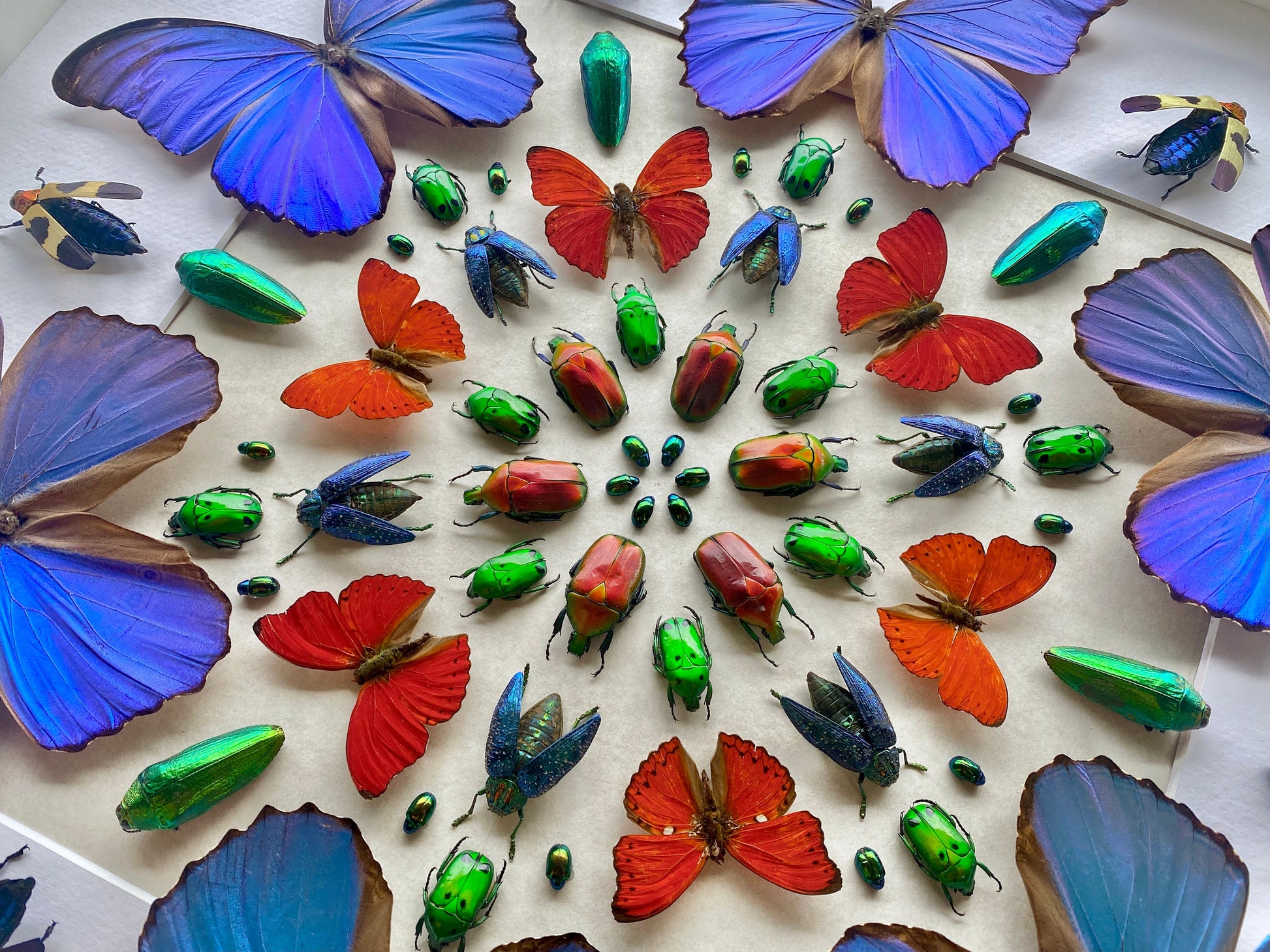 Framed butterfly taxidermy Real butterfly collection Vulture culture 3D wall art Taxidermy butterfly shadow box Framed insect taxidermy