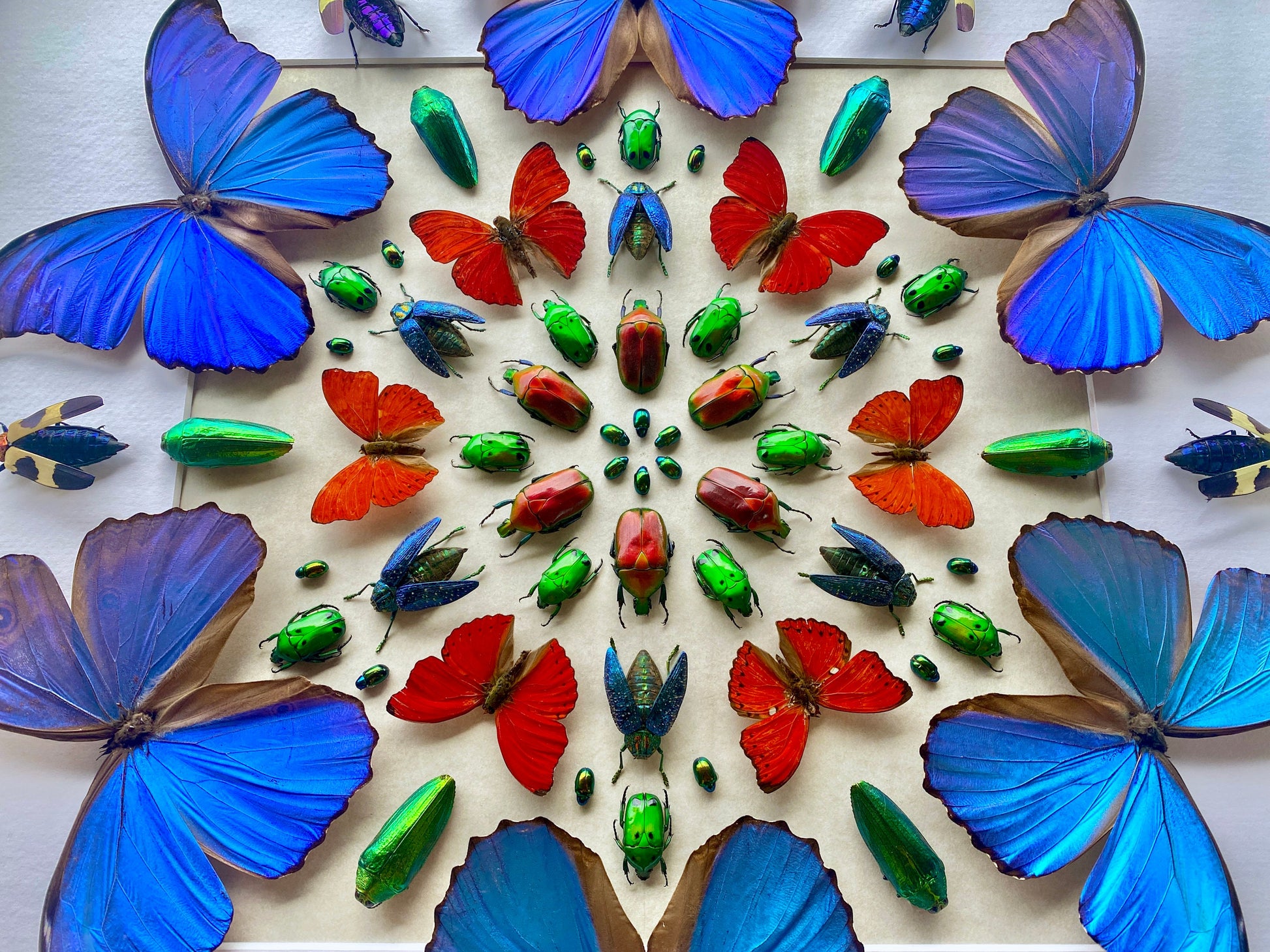 Framed butterfly taxidermy Real butterfly collection Vulture culture 3D wall art Taxidermy butterfly shadow box Framed insect taxidermy