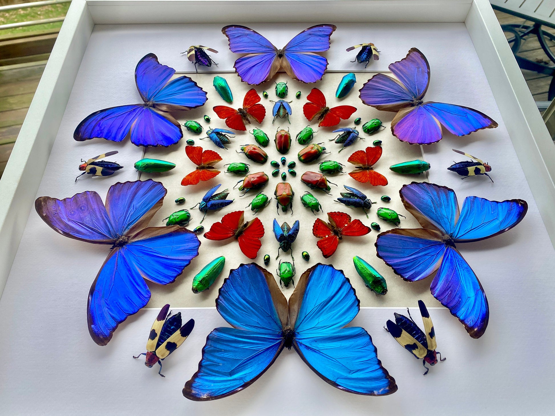 Framed butterfly taxidermy Real butterfly collection Vulture culture 3D wall art Taxidermy butterfly shadow box Framed insect taxidermy