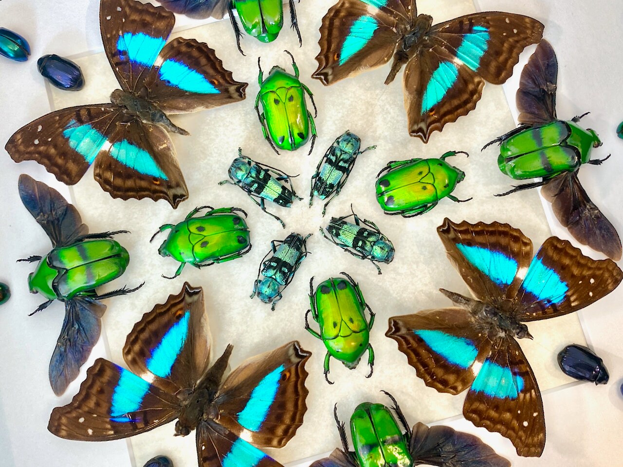 Real framed insect art Framed butterfly taxidermy beetles Framed bugs Real butterfly collection Butterfly shadowbox Insect taxidermy art