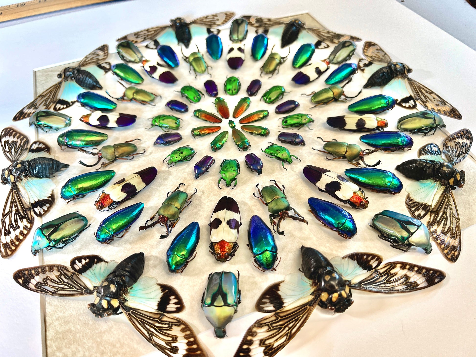 Real insect taxidermy art Large framed wall art Mixed media art Oddities and curiosities Original artwork Beetle taxidermy bugs Shadowbox