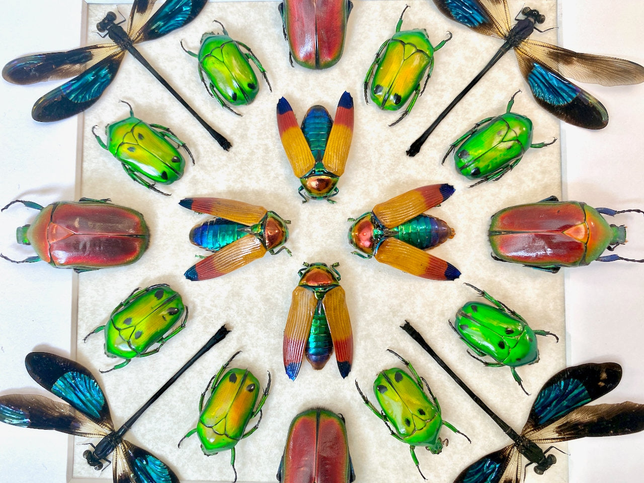 Real insect art Framed insect taxidermy bugs Framed beetle art Insect artwork Insect shadow box Insect collection Bug collection Dragonflies