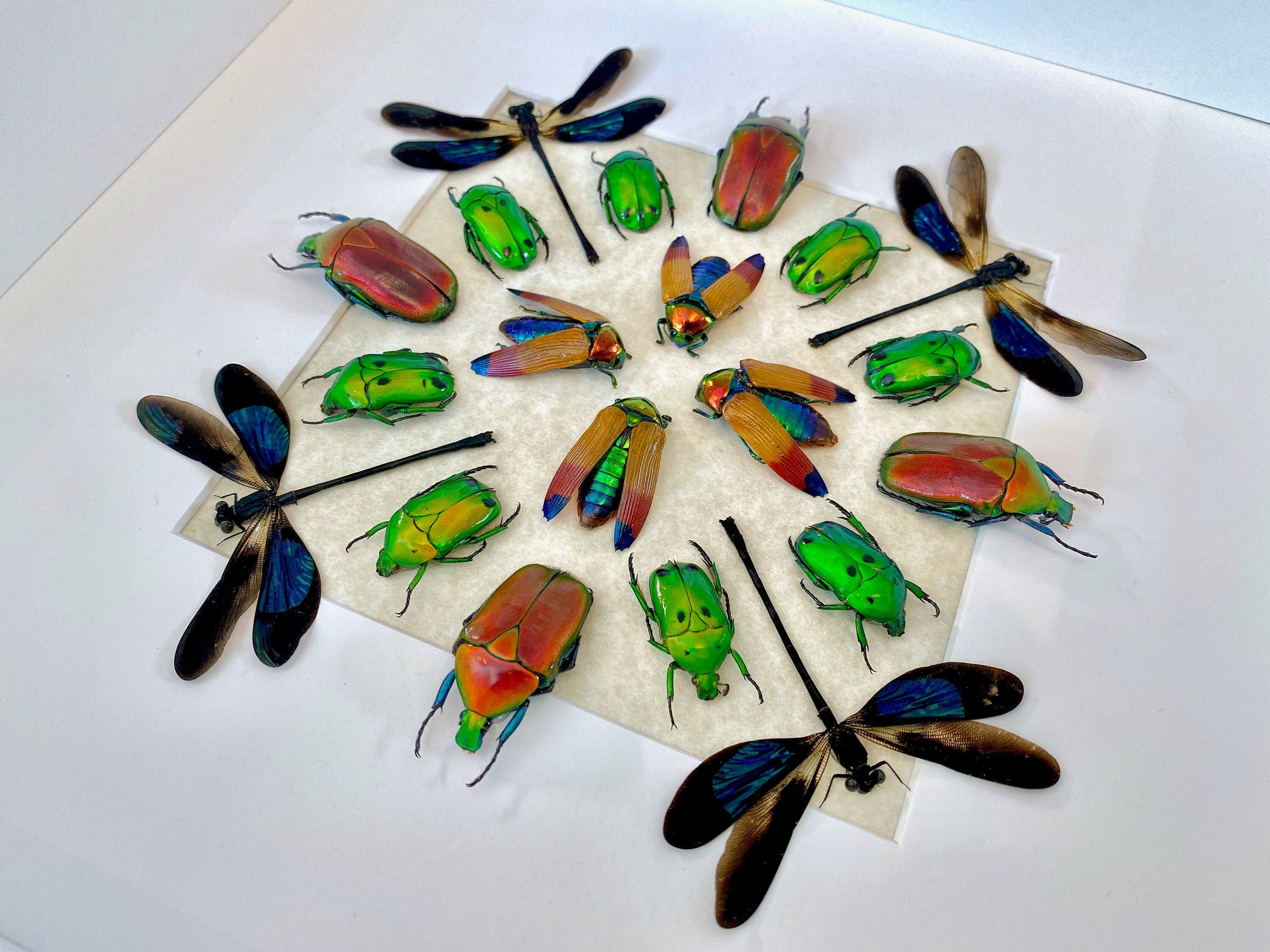 Real insect art Framed insect taxidermy bugs Framed beetle art Insect artwork Insect shadow box Insect collection Bug collection Dragonflies