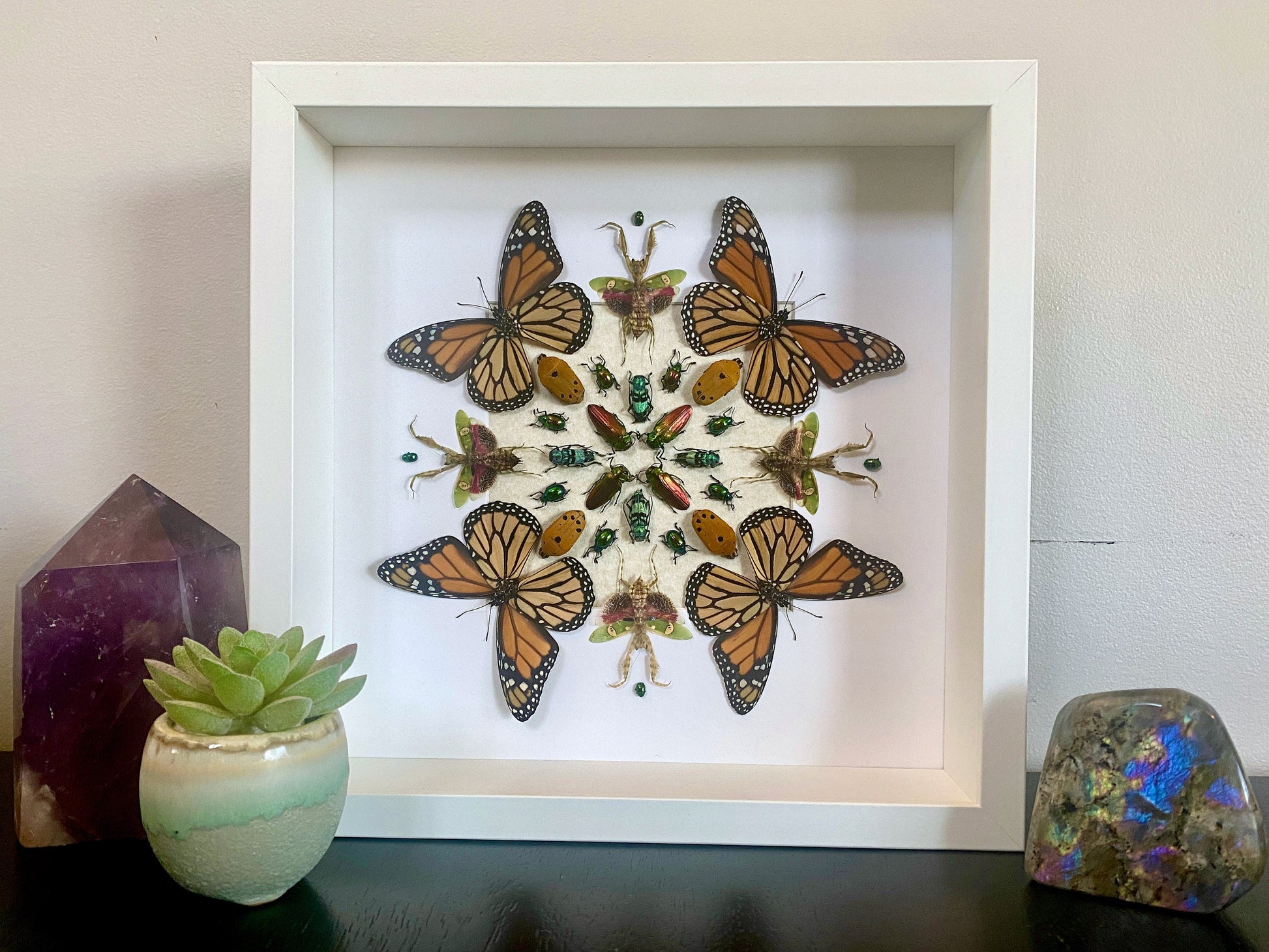 Real monarch butterfly Framed monarch butterfly gifts Preying mantis Taxidermy butterfly art Butterfly shadow box Insect taxidermy art