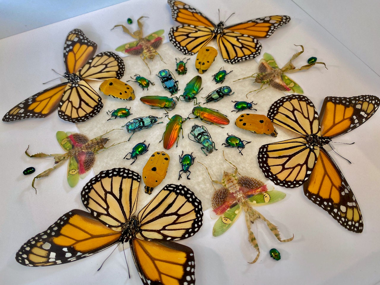 Real monarch butterfly Framed monarch butterfly gifts Preying mantis Taxidermy butterfly art Butterfly shadow box Insect taxidermy art