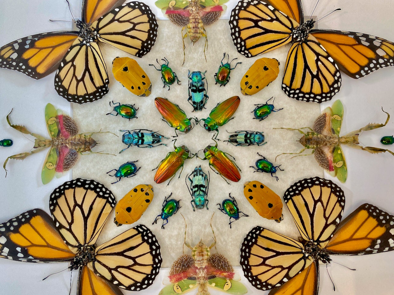 Real monarch butterfly Framed monarch butterfly gifts Preying mantis Taxidermy butterfly art Butterfly shadow box Insect taxidermy art