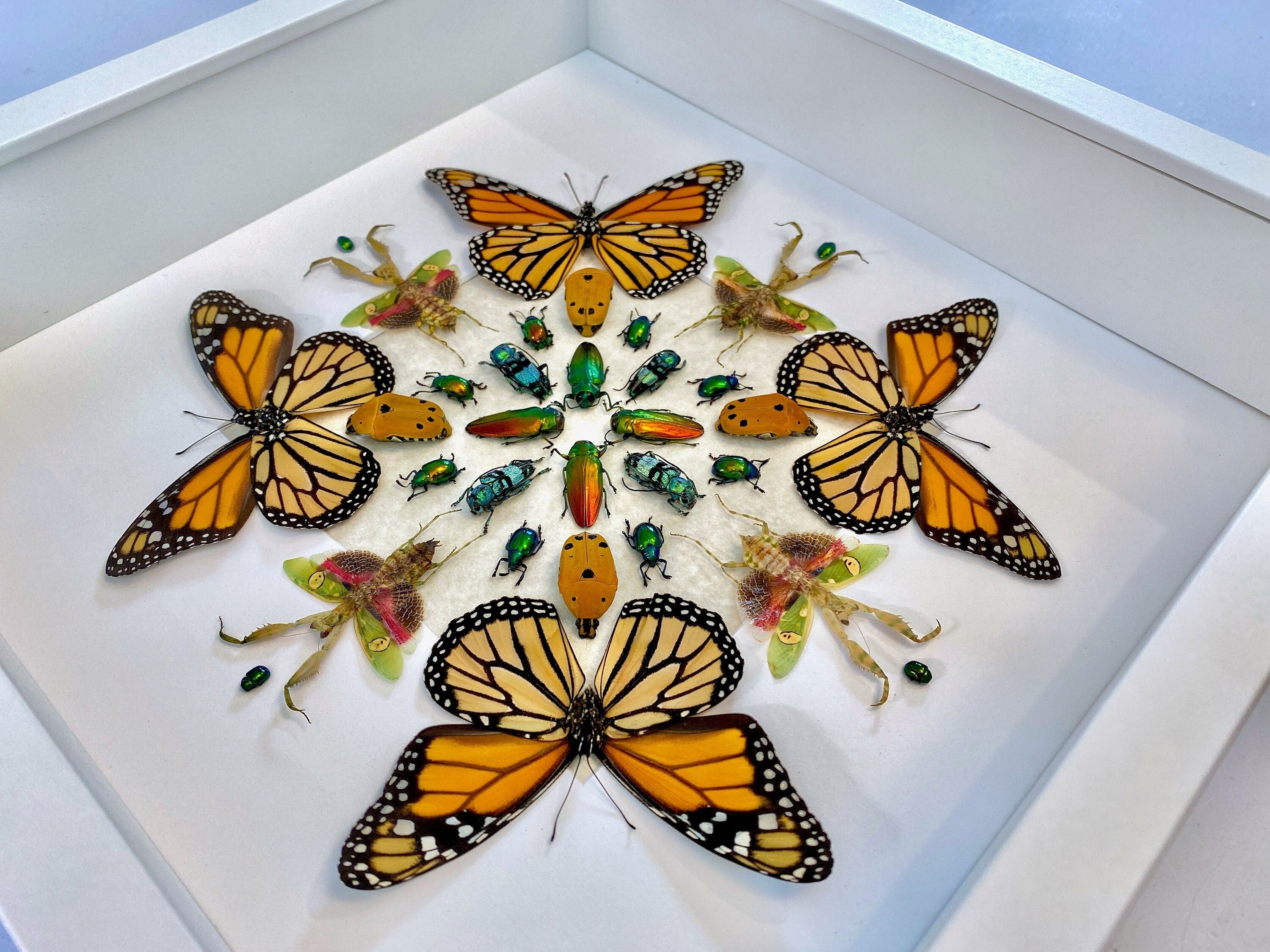 Real monarch butterfly Framed monarch butterfly gifts Preying mantis Taxidermy butterfly art Butterfly shadow box Insect taxidermy art