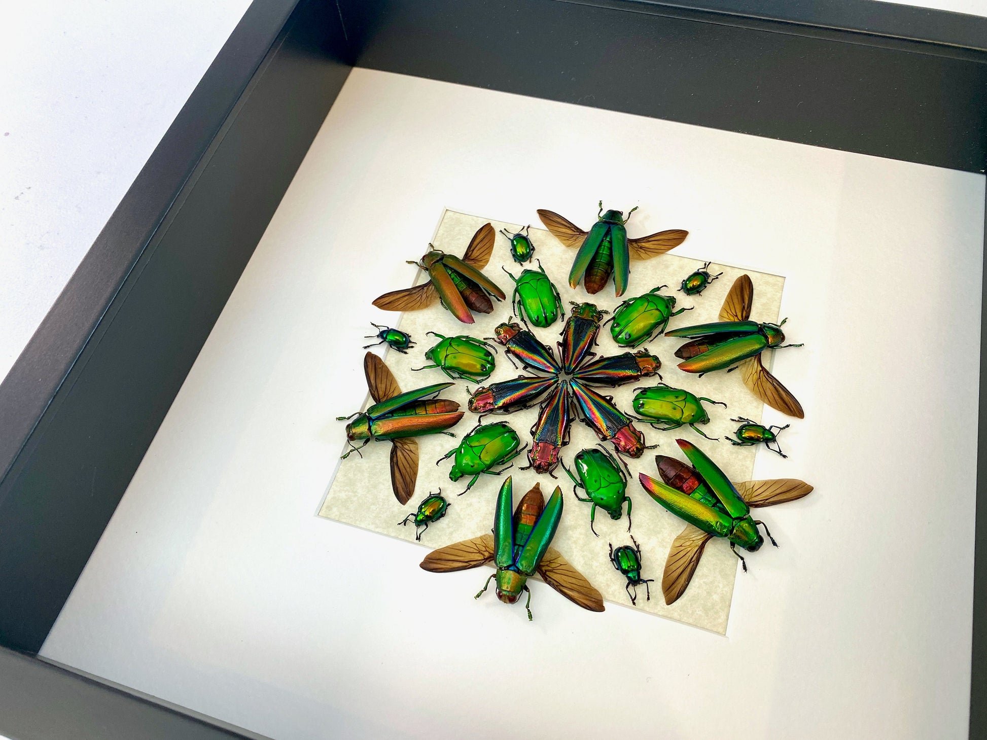 Framed beetle art Real insect taxidermy bugs Real insect frame Taxidermy Beetle shadow box Insect collection Framed insect artwork