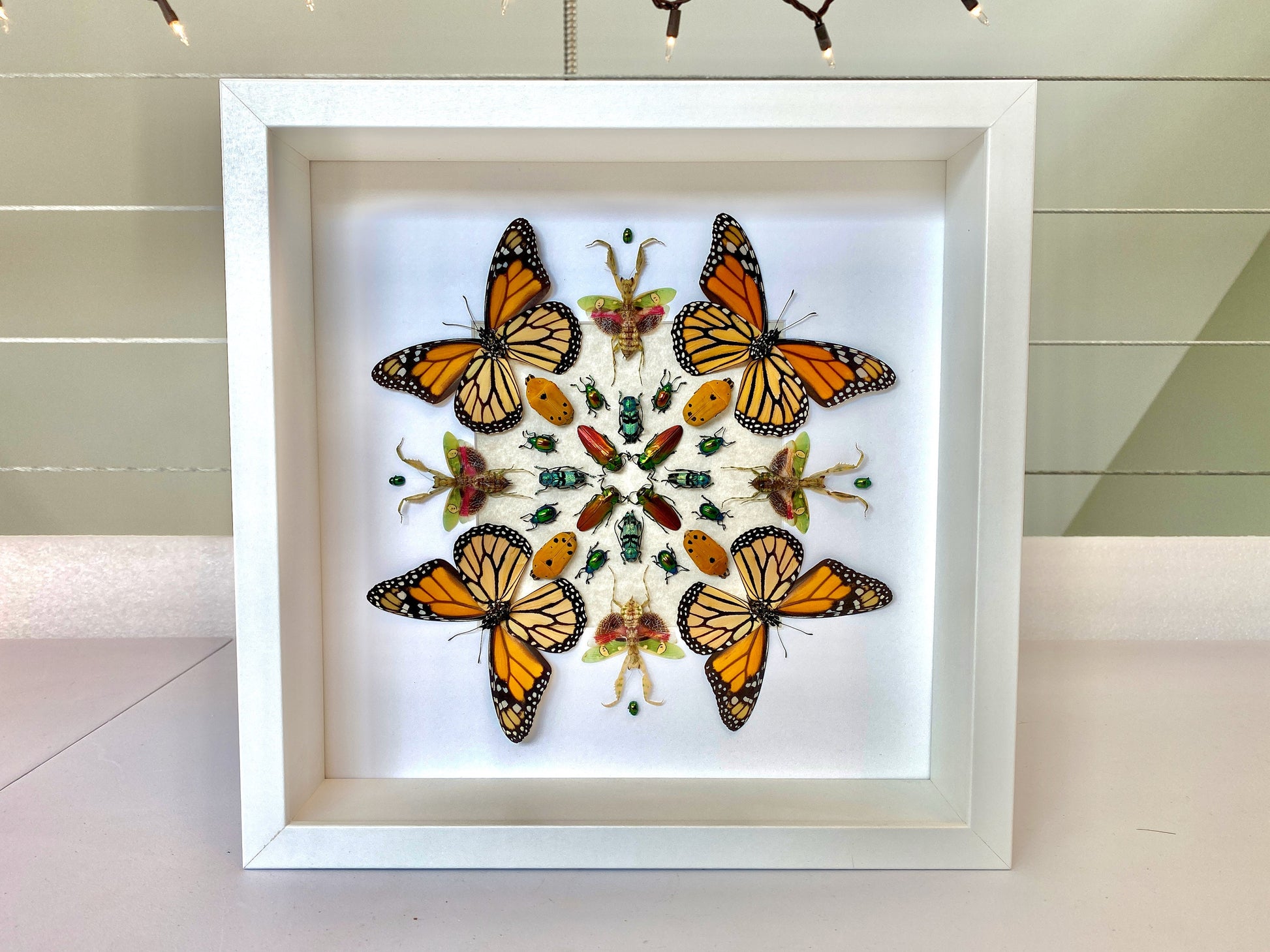 Real monarch butterfly Framed monarch butterfly gifts Preying mantis Taxidermy butterfly art Butterfly shadow box Insect taxidermy art