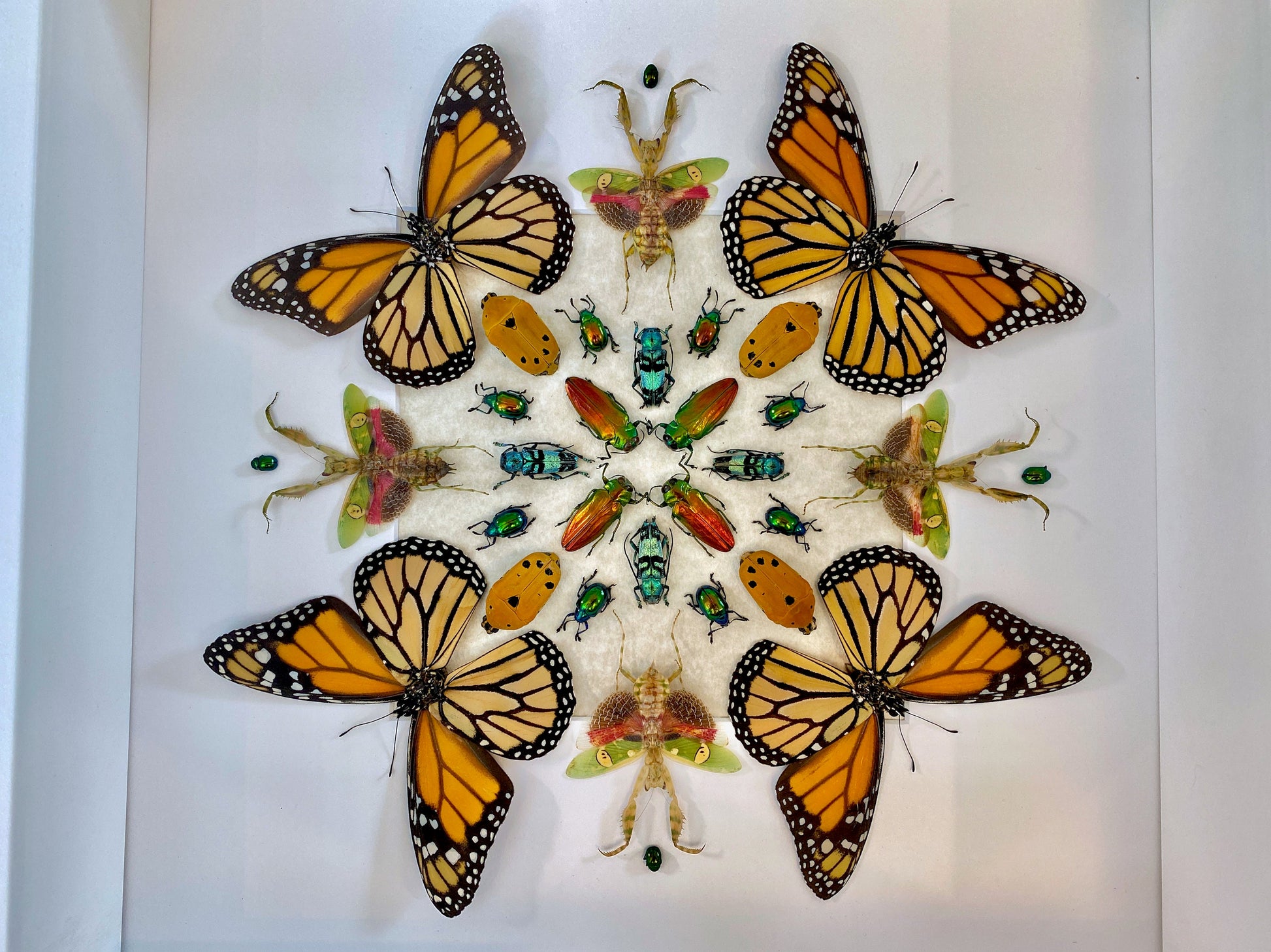 Real monarch butterfly Framed monarch butterfly gifts Preying mantis Taxidermy butterfly art Butterfly shadow box Insect taxidermy art