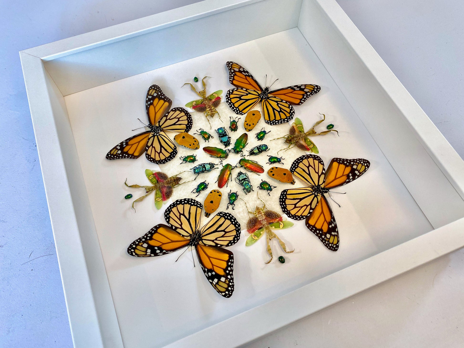 Real monarch butterfly Framed monarch butterfly gifts Preying mantis Taxidermy butterfly art Butterfly shadow box Insect taxidermy art