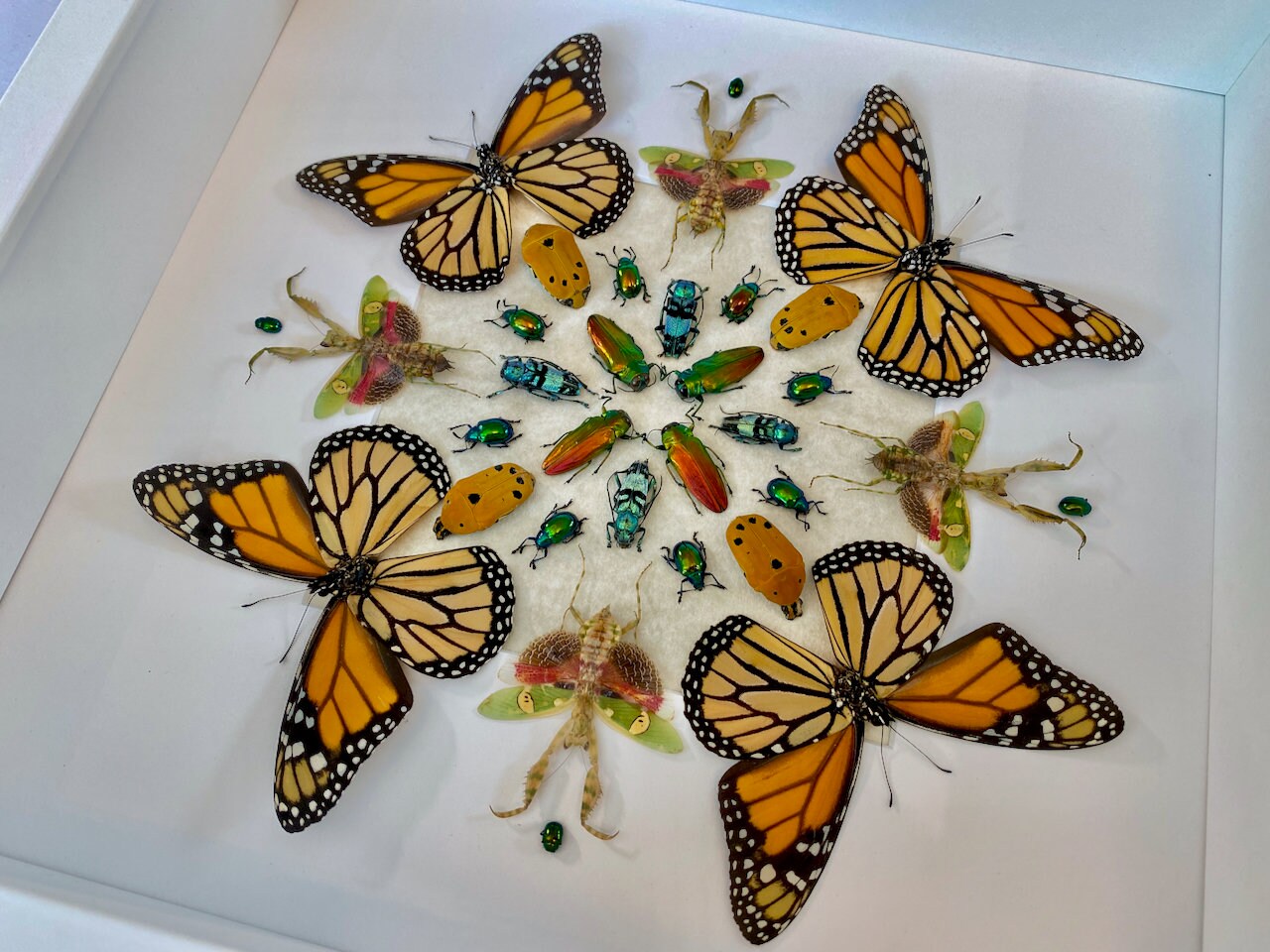 Real monarch butterfly Framed monarch butterfly gifts Preying mantis Taxidermy butterfly art Butterfly shadow box Insect taxidermy art