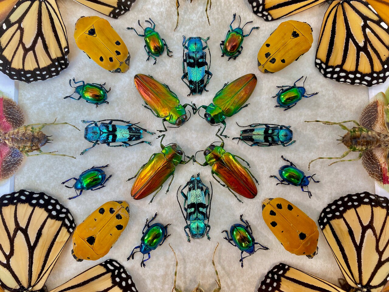 Real monarch butterfly Framed monarch butterfly gifts Preying mantis Taxidermy butterfly art Butterfly shadow box Insect taxidermy art