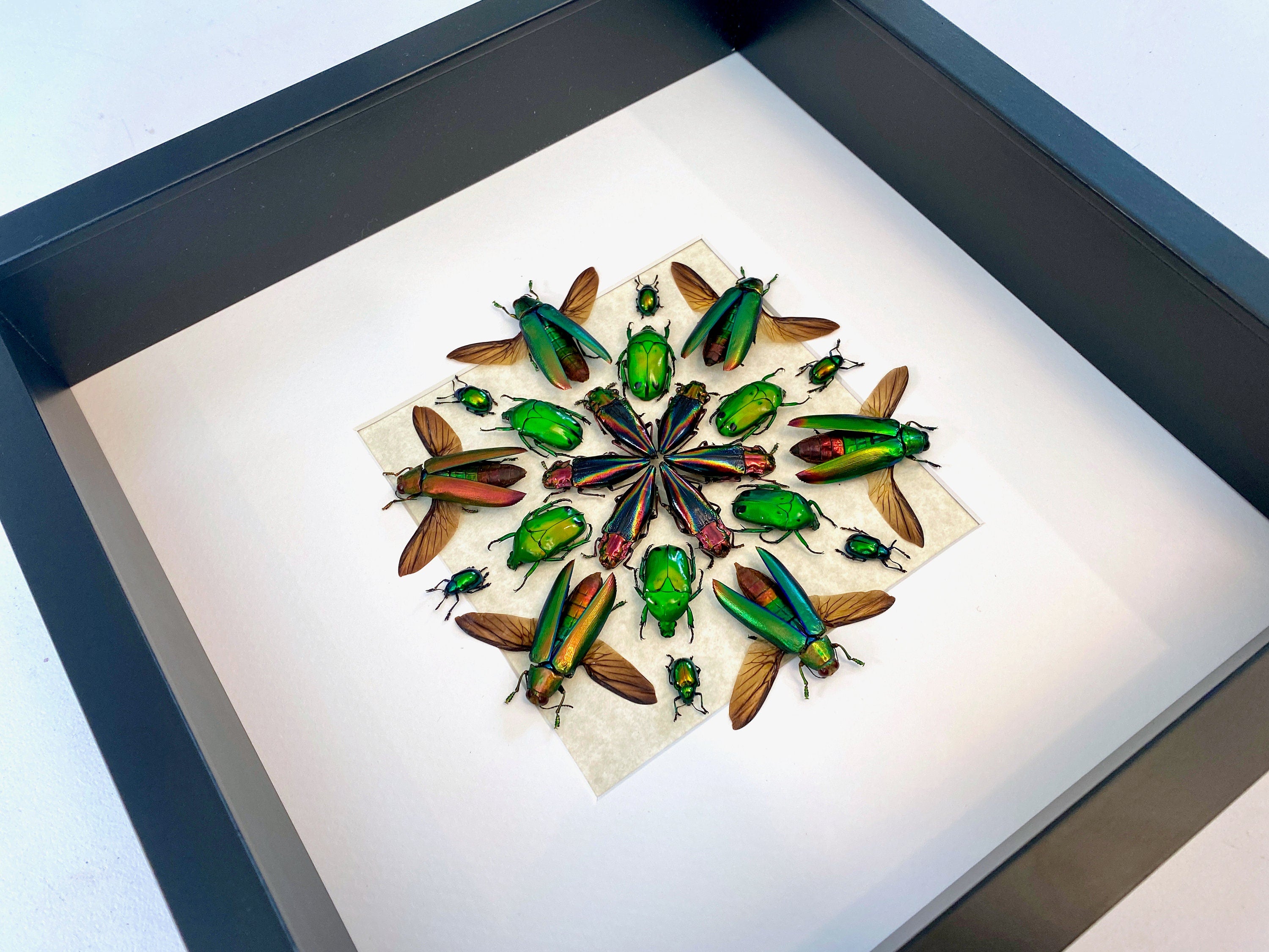 Framed beetle art Real insect taxidermy bugs Real insect frame Taxidermy Beetle shadow box Insect collection Framed insect artwork