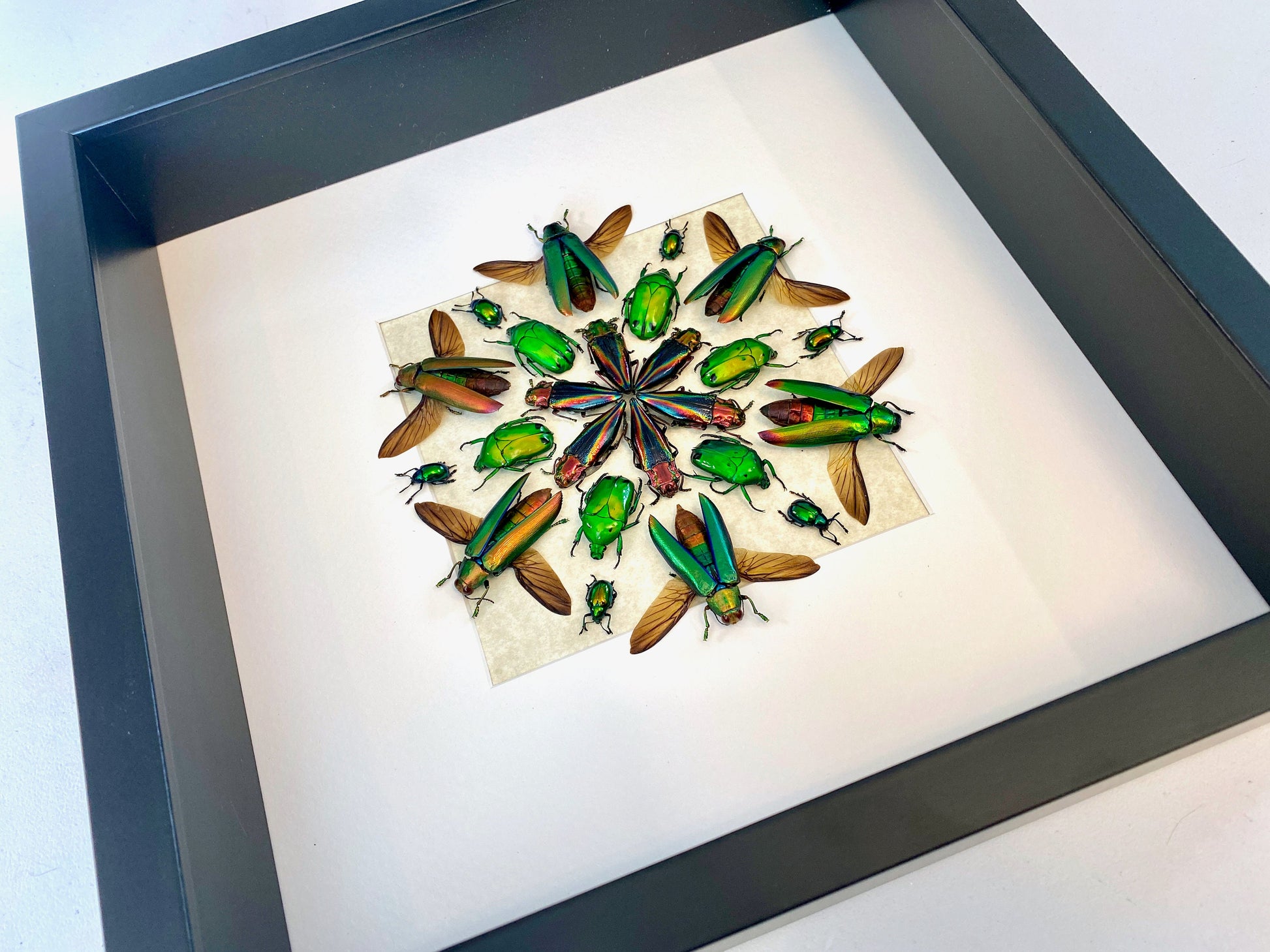 Framed beetle art Real insect taxidermy bugs Real insect frame Taxidermy Beetle shadow box Insect collection Framed insect artwork