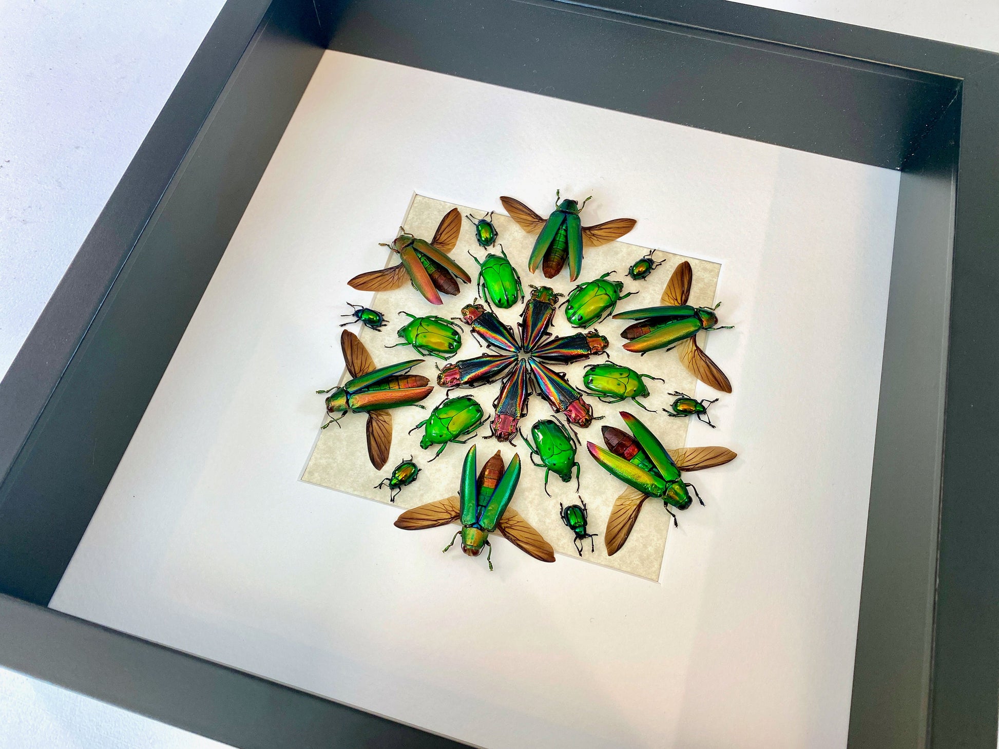 Framed beetle art Real insect taxidermy bugs Real insect frame Taxidermy Beetle shadow box Insect collection Framed insect artwork