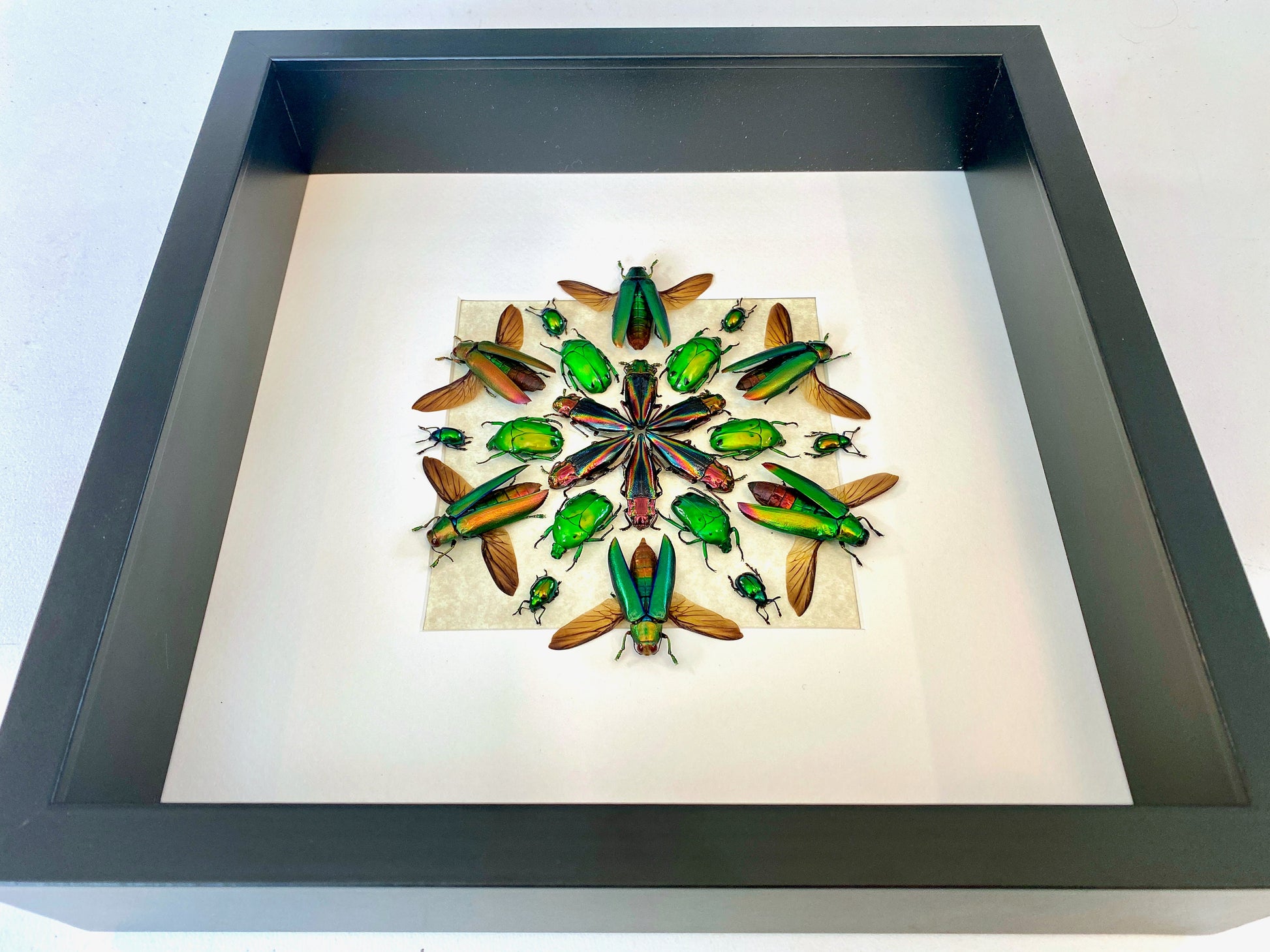 Framed beetle art Real insect taxidermy bugs Real insect frame Taxidermy Beetle shadow box Insect collection Framed insect artwork