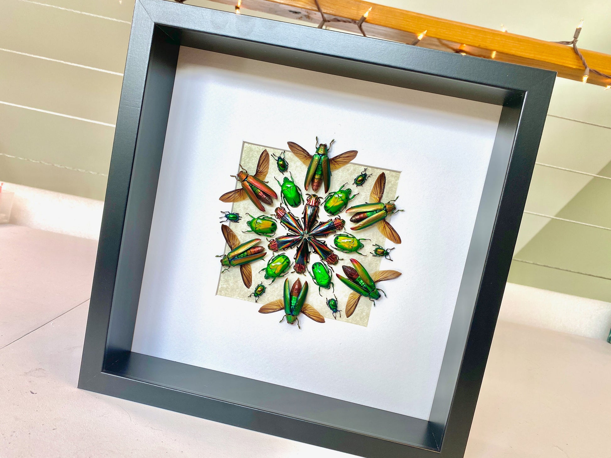 Framed beetle art Real insect taxidermy bugs Real insect frame Taxidermy Beetle shadow box Insect collection Framed insect artwork