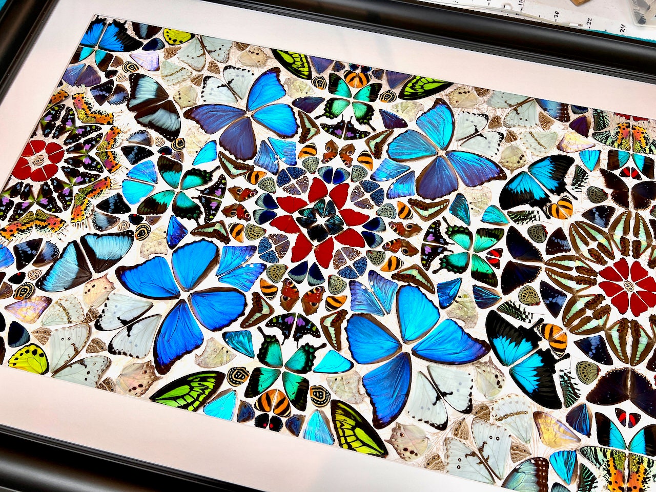 Real butterfly taxidermy art Framed butterfly wall art Oddities and curiosities Large framed wall art Mixed media Real butterfly wing art