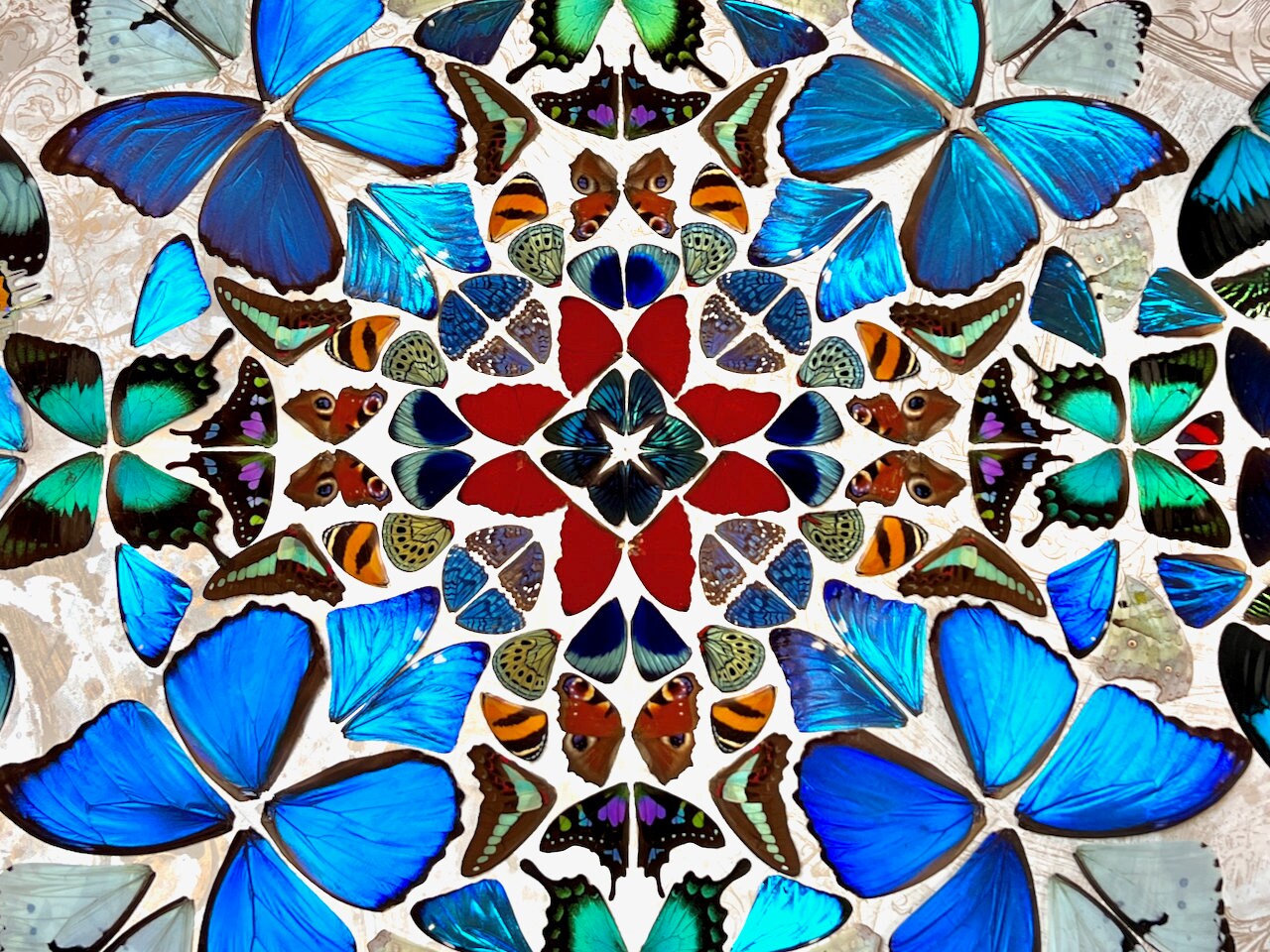 Real butterfly taxidermy art Framed butterfly wall art Oddities and curiosities Large framed wall art Mixed media Real butterfly wing art