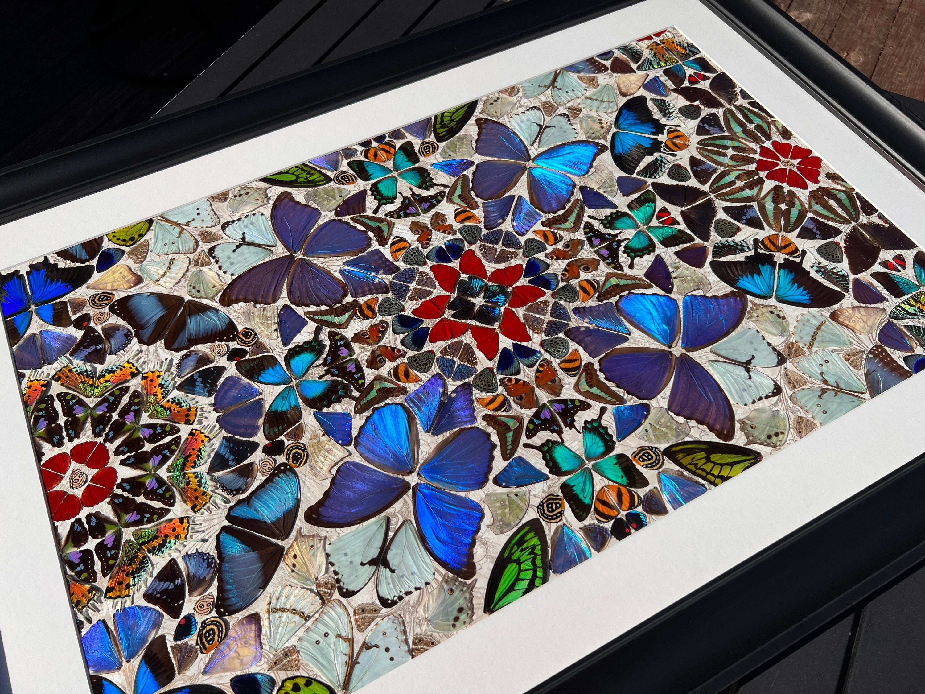 Real butterfly taxidermy art Framed butterfly wall art Oddities and curiosities Large framed wall art Mixed media Real butterfly wing art