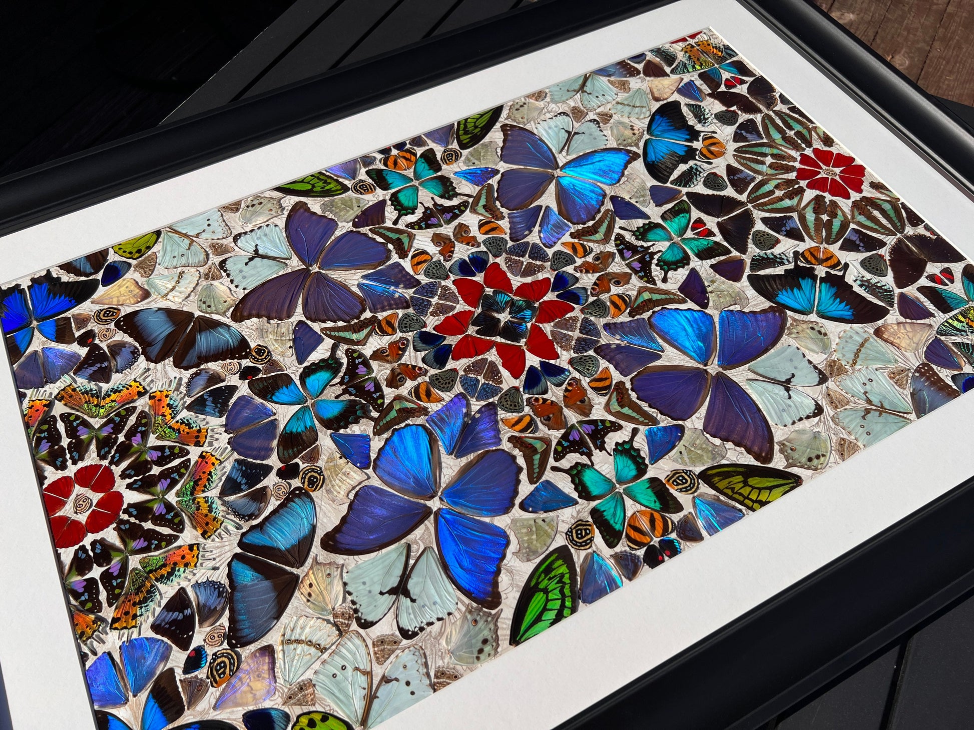 Real butterfly taxidermy art Framed butterfly wall art Oddities and curiosities Large framed wall art Mixed media Real butterfly wing art