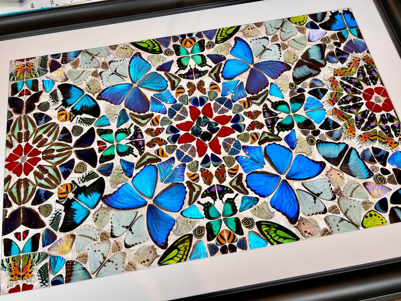 Real butterfly taxidermy art Framed butterfly wall art Oddities and curiosities Large framed wall art Mixed media Real butterfly wing art