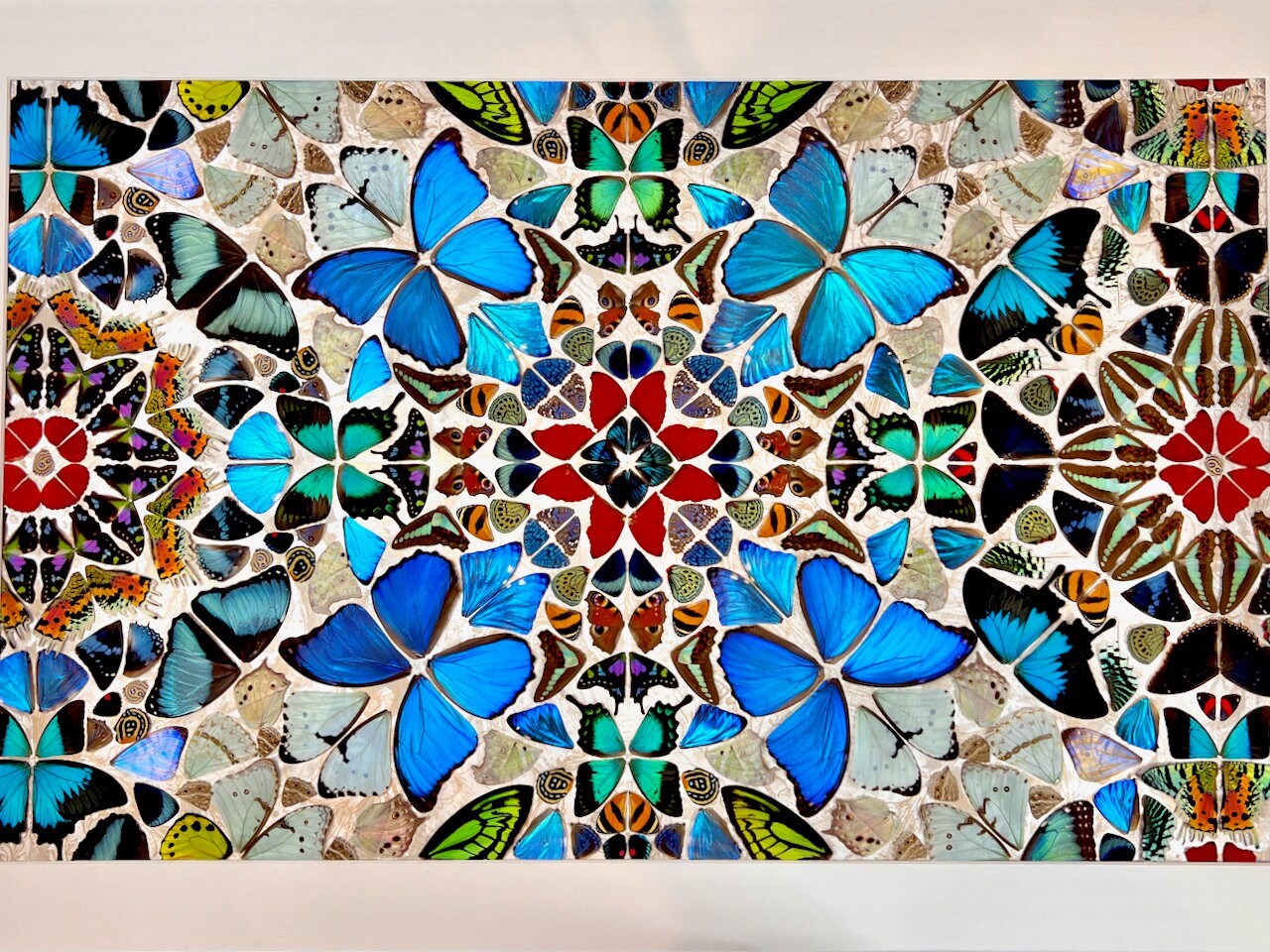 Real butterfly taxidermy art Framed butterfly wall art Oddities and curiosities Large framed wall art Mixed media Real butterfly wing art