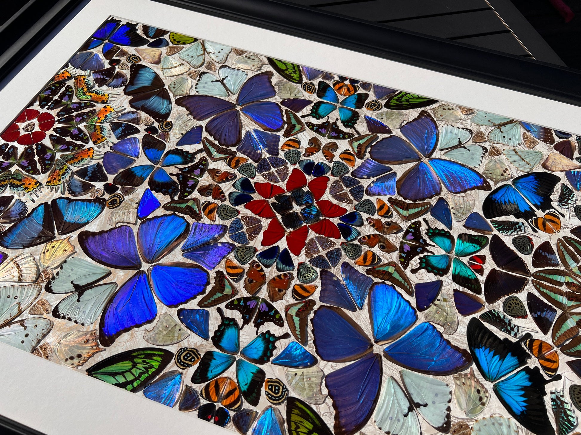 Real butterfly taxidermy art Framed butterfly wall art Oddities and curiosities Large framed wall art Mixed media Real butterfly wing art