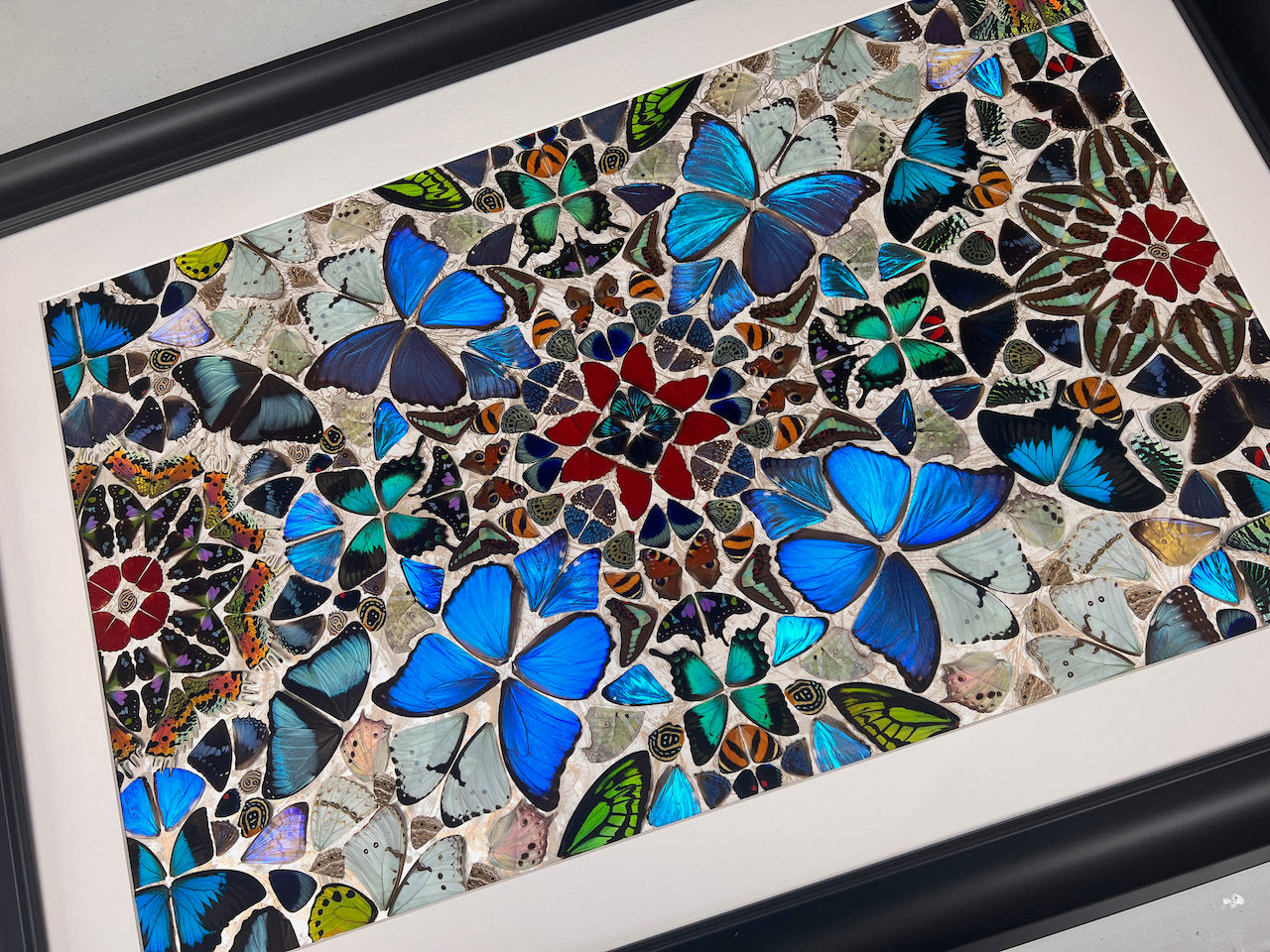 Real butterfly taxidermy art Framed butterfly wall art Oddities and curiosities Large framed wall art Mixed media Real butterfly wing art