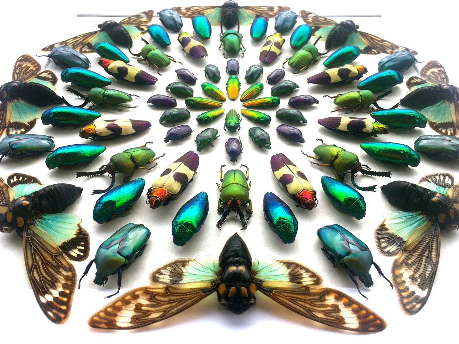 Real insect taxidermy art Large framed wall art Mixed media art Oddities and curiosities Original artwork Beetle taxidermy bugs Shadowbox