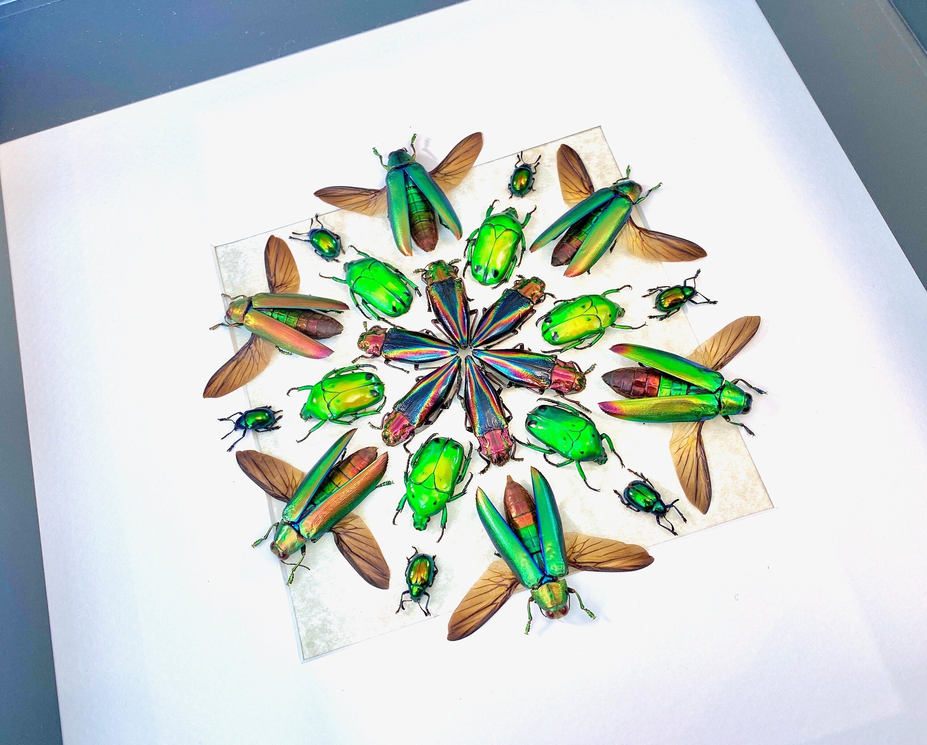 Framed beetle art Real insect taxidermy bugs Real insect frame Taxidermy Beetle shadow box Insect collection Framed insect artwork