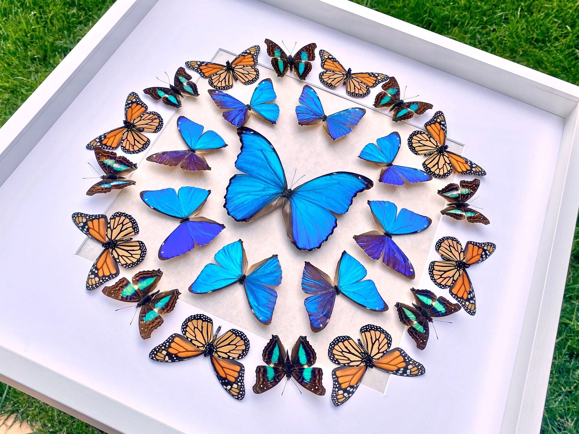 Real butterfly framed butterfly collection Butterfly taxidermy art Framed butterfly specimens Butterfly shadow box Framed butterfly art