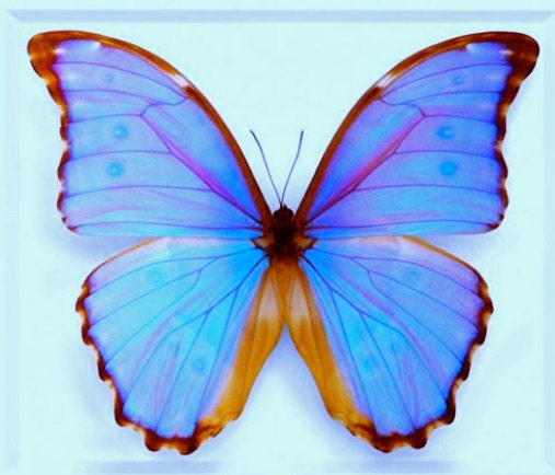 Real Butterfly Wing Necklace Purple necklaces for women Lavender necklace Purple butterfly wings Faux Alexandrite necklace June birthstone