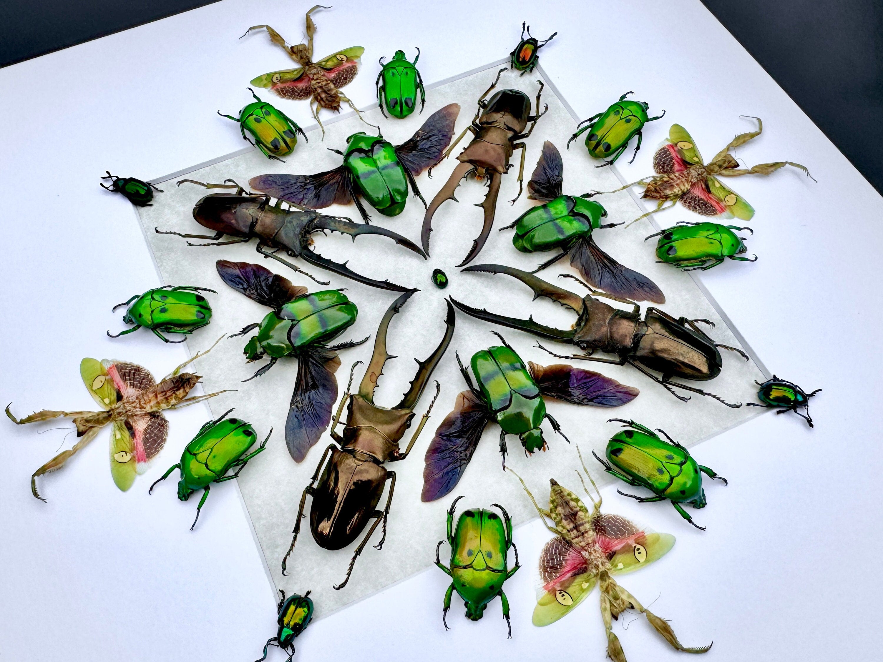 Framed insect wall art Real beetle taxidermy Real bug wall art Framed Praying Mantis artwork Insect shadow box Stag beetle Bug collection