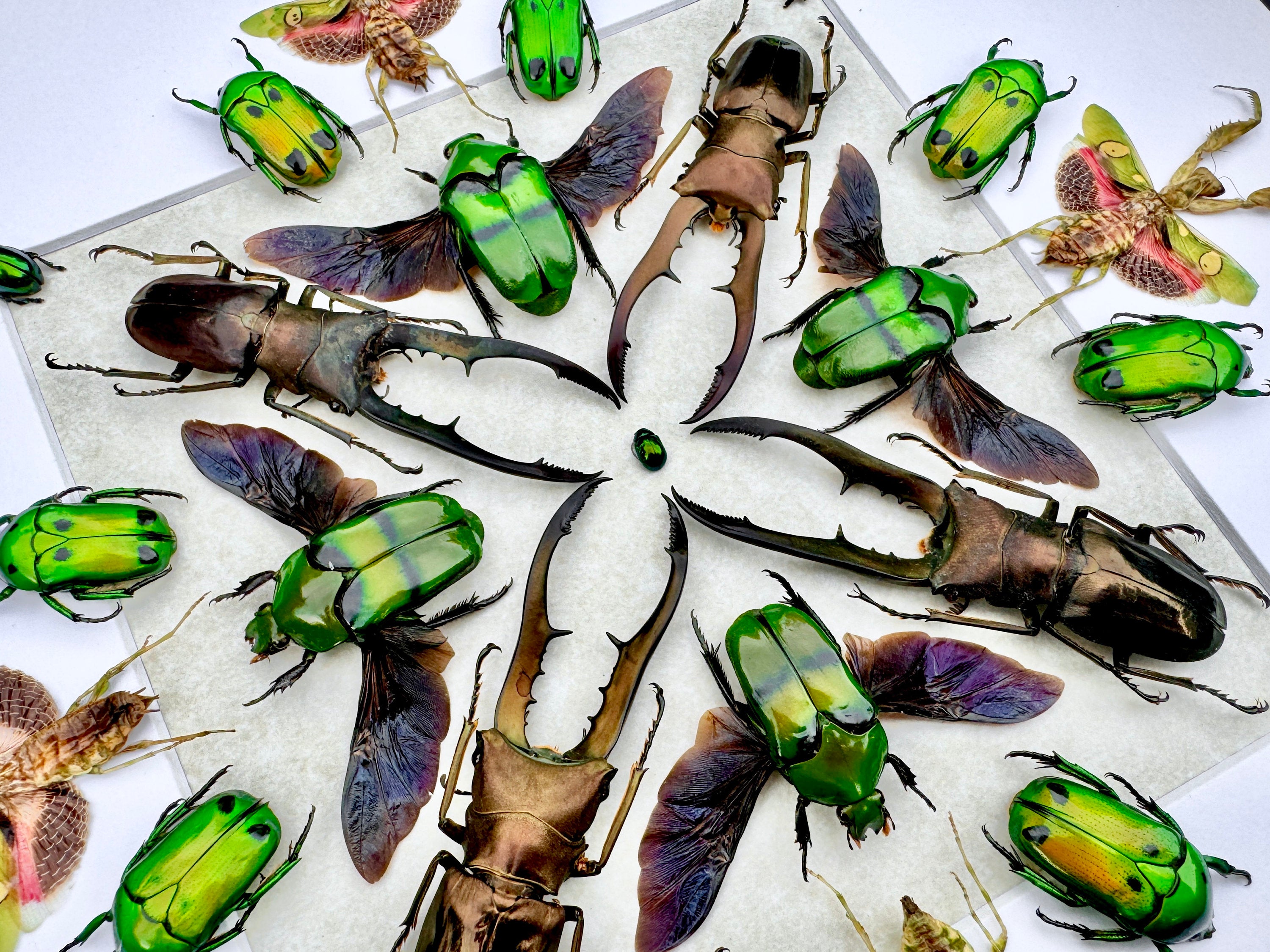 Framed insect wall art Real beetle taxidermy Real bug wall art Framed Praying Mantis artwork Insect shadow box Stag beetle Bug collection