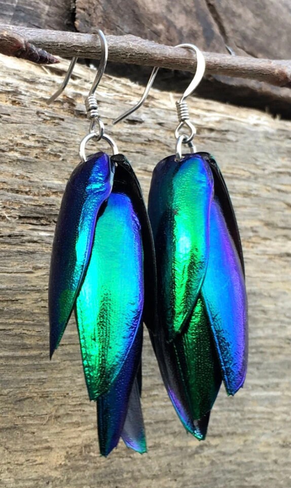 Real Beetle wing earrings Insect earrings Beetle earrings Real bug earrings Jewel beetle wing jewelry Insect wing earrings