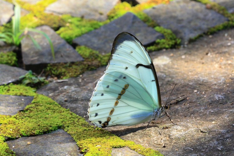 Real butterfly wing Evil eye bracelet Viking Bracelet Protection bracelet Viking jewelry Preserved insect bracelet Top sellers
