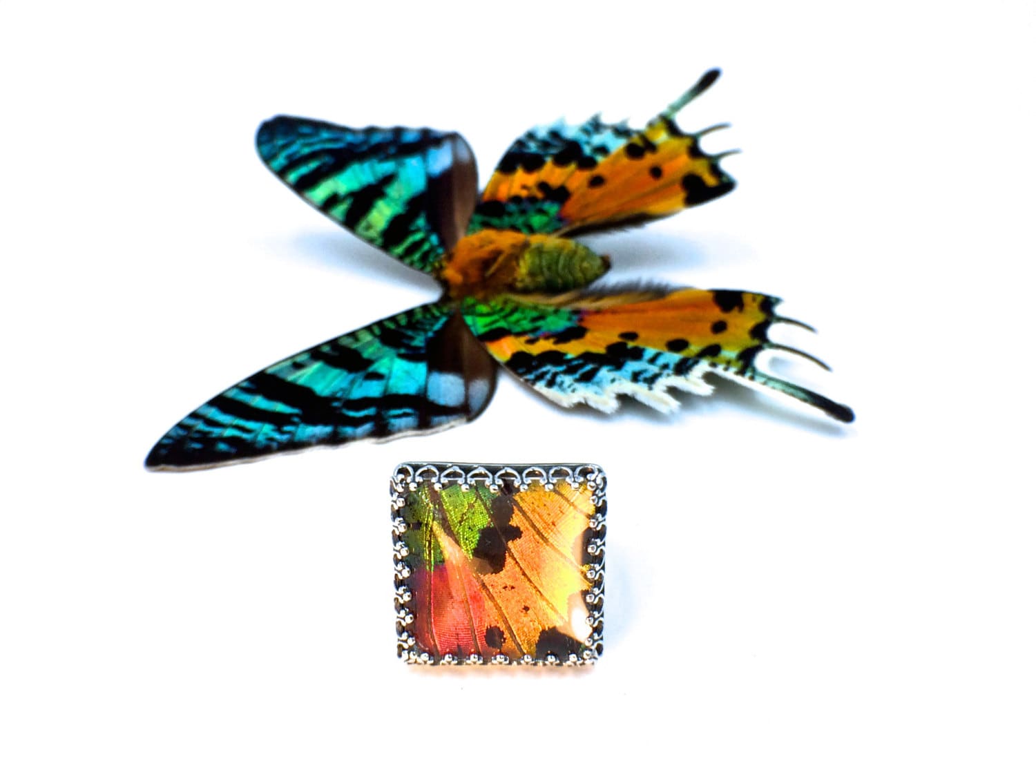 Cool rings Real moth wing ring Terrarium ring Weird stuff Oddities & Curiosities Insect taxidermy ring Madagascan sunset moth ring Bug ring