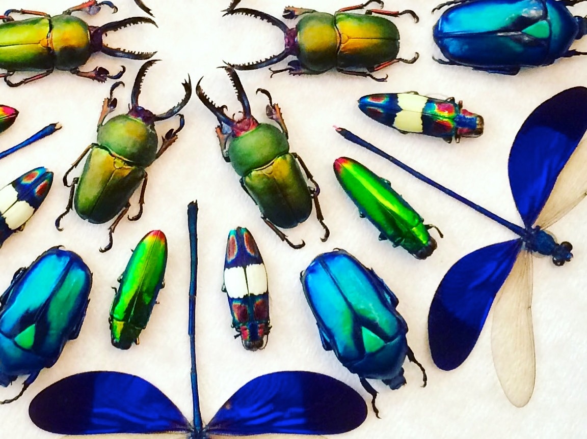 Framed insect taxidermy Oddities and curiosities Framed wall art mixed media Real insect collage Dragonfly taxidermy beetle Kaleidoscope