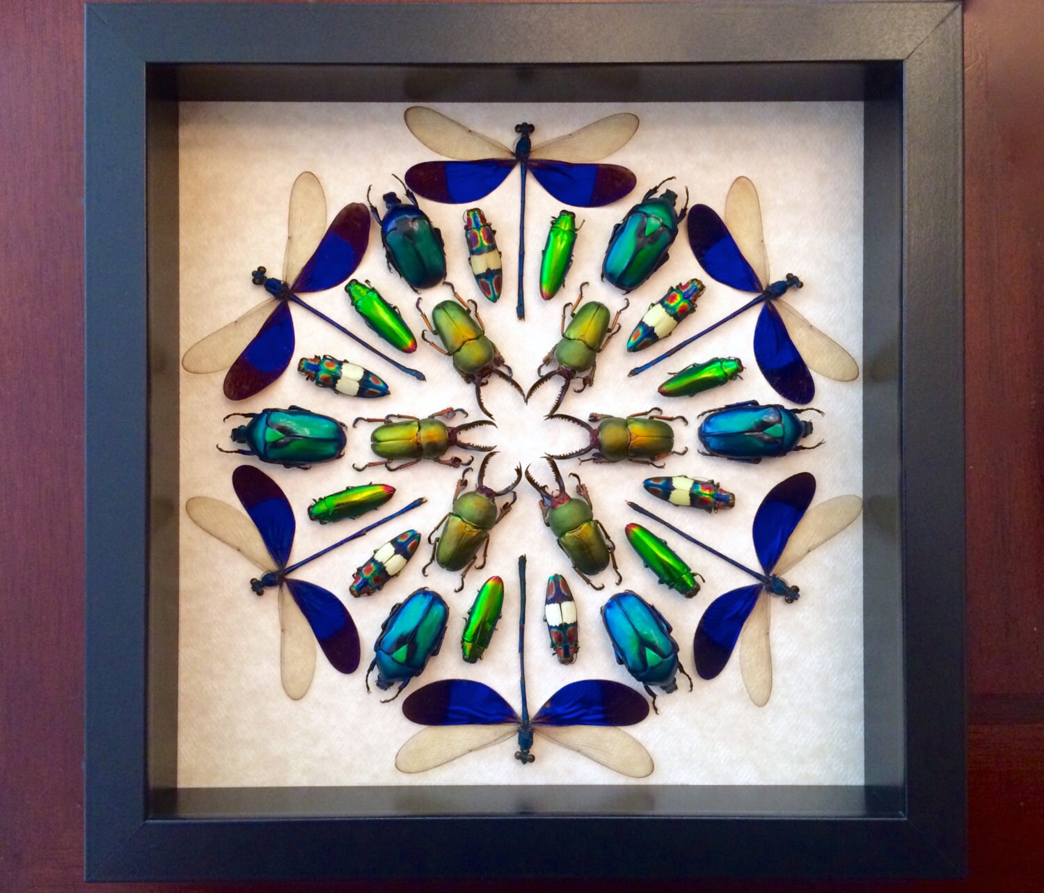 Framed insect taxidermy Oddities and curiosities Framed wall art mixed media Real insect collage Dragonfly taxidermy beetle Kaleidoscope