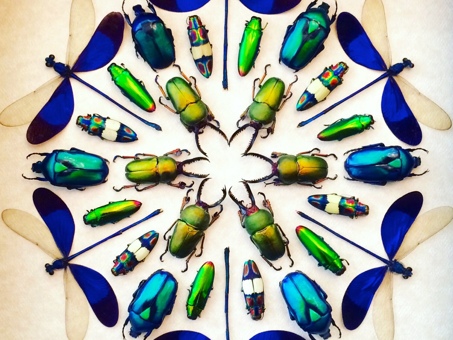Framed insect taxidermy Oddities and curiosities Framed wall art mixed media Real insect collage Dragonfly taxidermy beetle Kaleidoscope