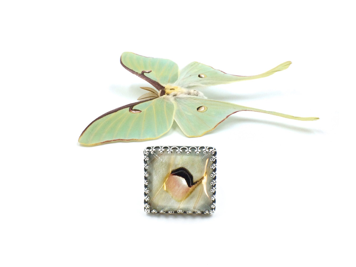 Real Luna Moth ring Weird stuff Cool rings Luna moth jewelry Framed luna moth taxidermy ring Luna Moth wings fossil ring spider ring