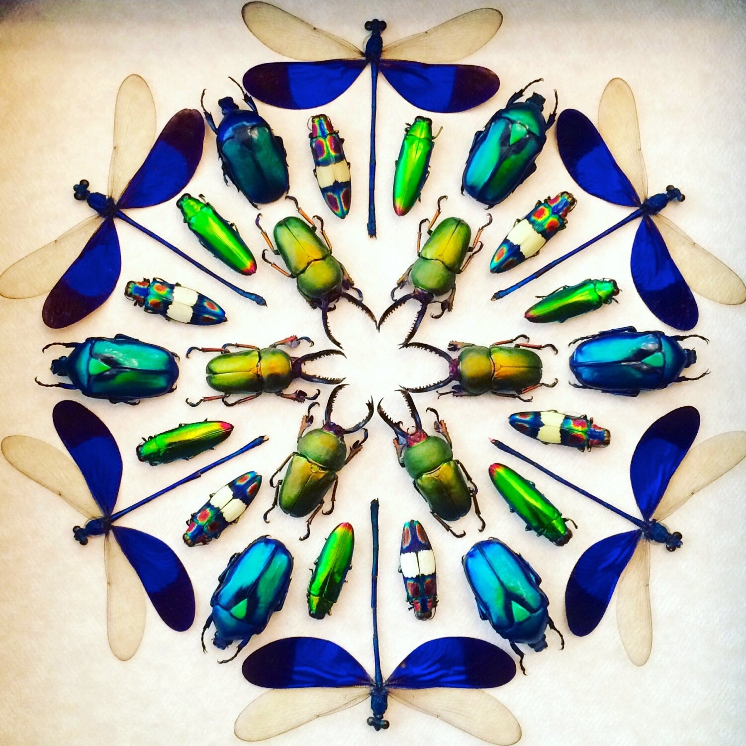 Framed insect taxidermy Oddities and curiosities Framed wall art mixed media Real insect collage Dragonfly taxidermy beetle Kaleidoscope