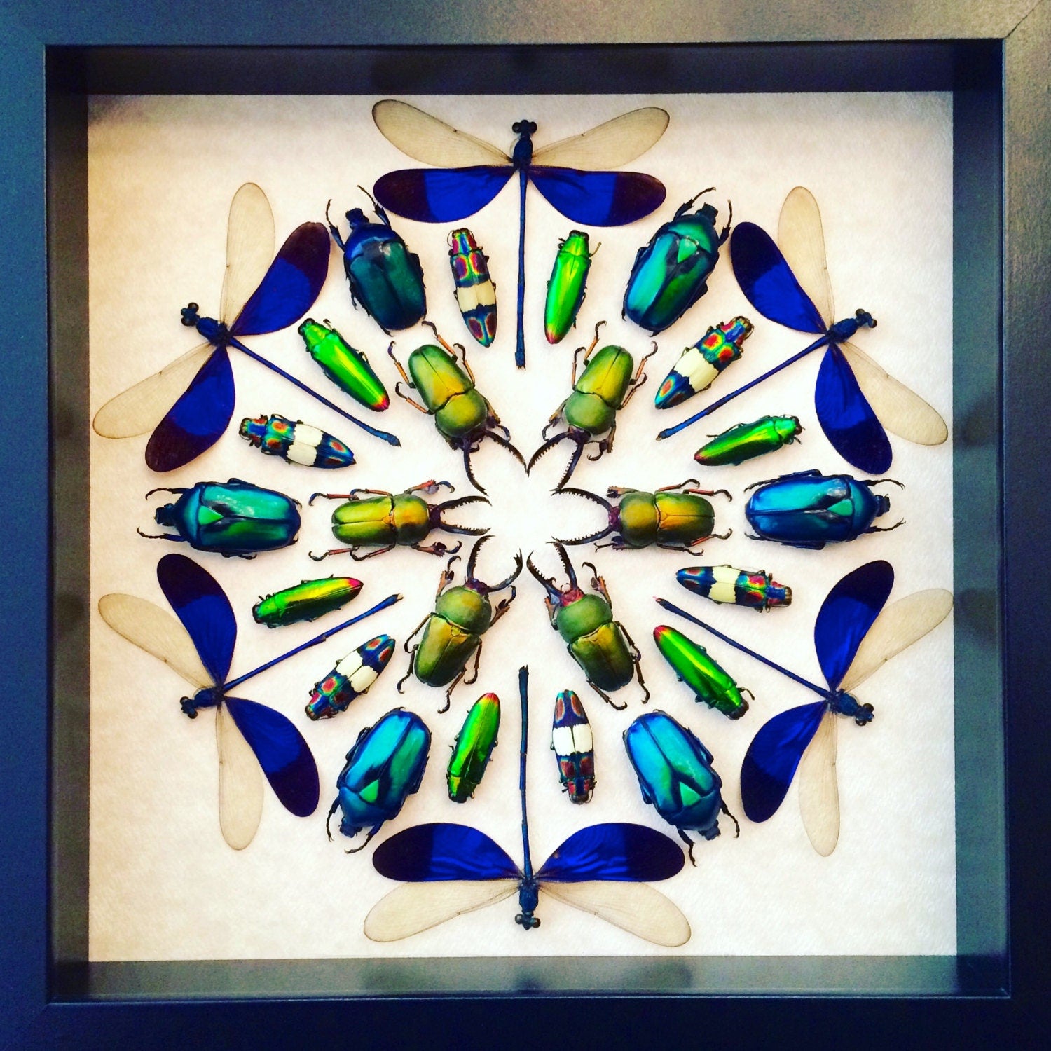 Framed insect taxidermy Oddities and curiosities Framed wall art mixed media Real insect collage Dragonfly taxidermy beetle Kaleidoscope