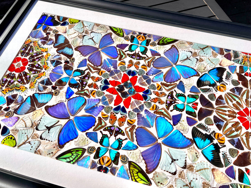 large real butterfly wing collage artwork
