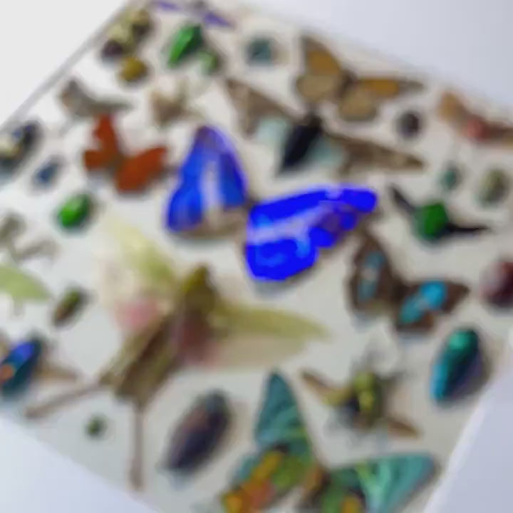 Real insect wall art Rare Insect collection Bug wall art Taxidermy wall decor Framed butterfly shadowbox Bug collection Entomology gifts