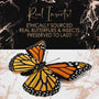 Real butterfly taxidermy Framed butterfly wall art Oddities and curiosities Insect taxidermy Mixed media Large framed wall art