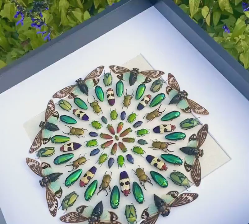 Real insect taxidermy art Large framed wall art Mixed media art Oddities and curiosities Original artwork Beetle taxidermy bugs Shadowbox